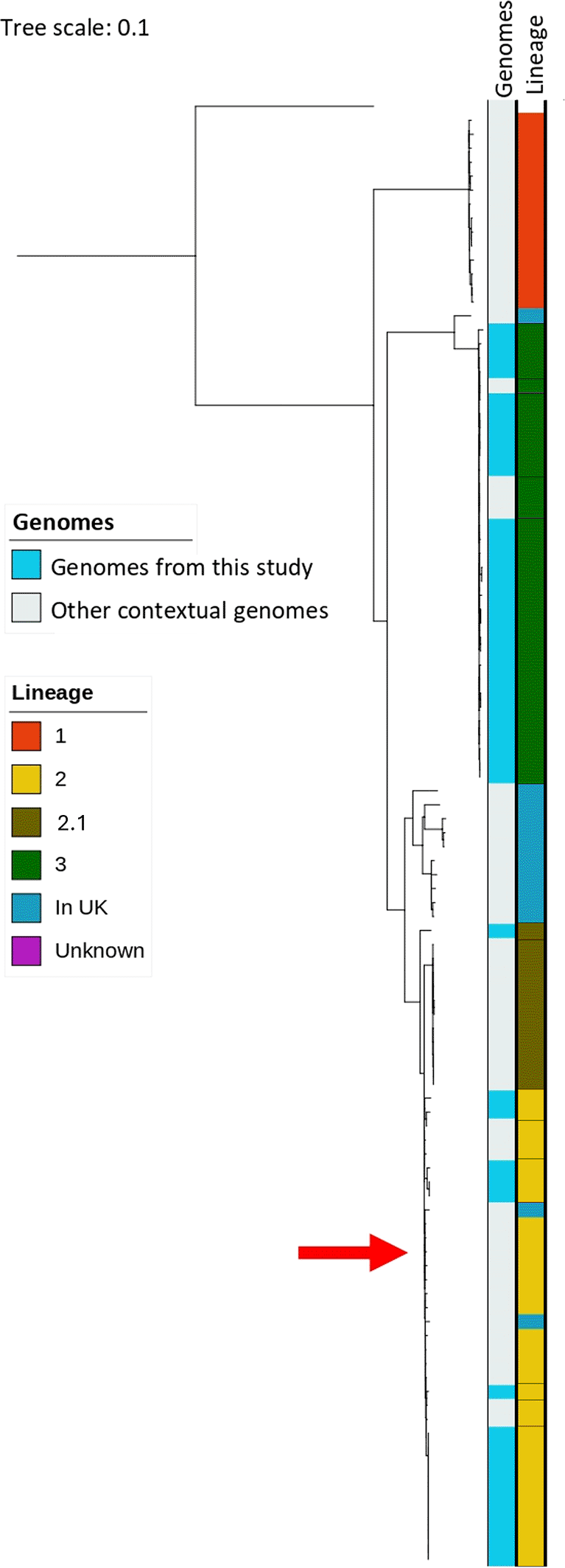 Diversity of Salmonella enterica isolates from urban... | VeriXiv
