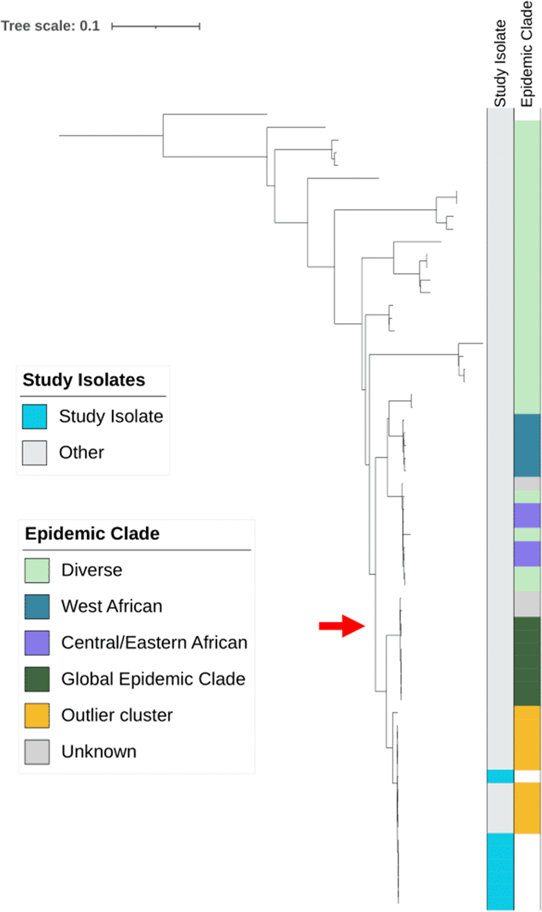 Diversity of Salmonella enterica isolates from urban... | VeriXiv