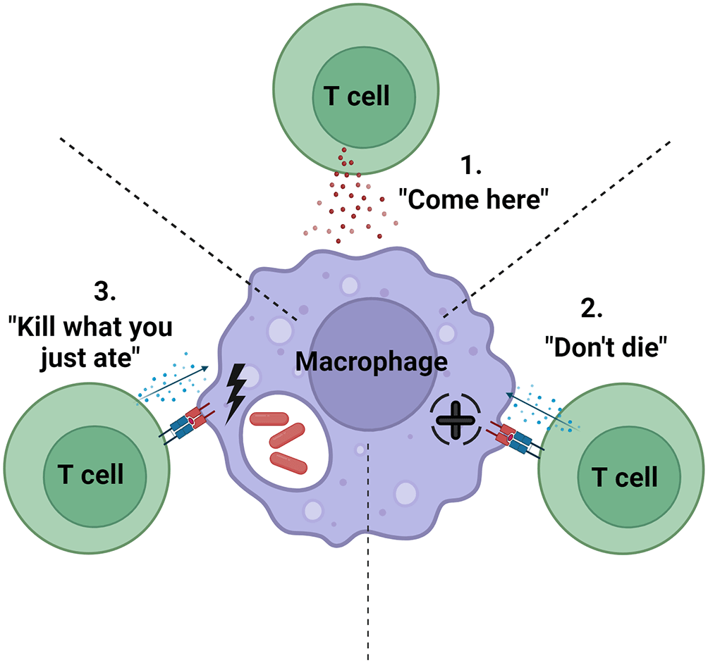 T cell – macrophage interactions in... | VeriXiv