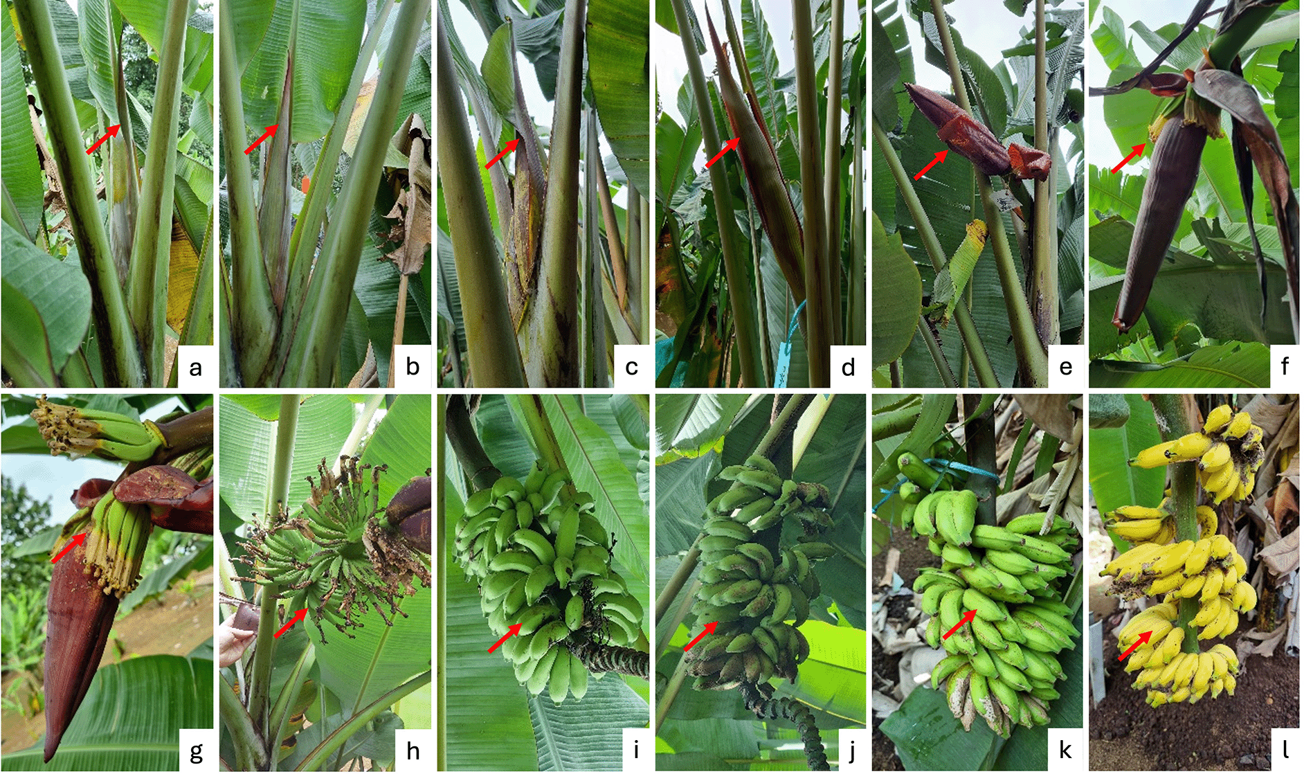 Physiological Maturity Determination of Wild Banana (Musa... | VeriXiv